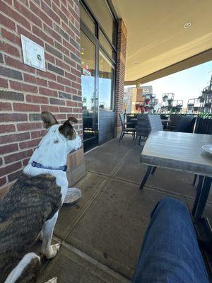 Patio.  Dog friendly.