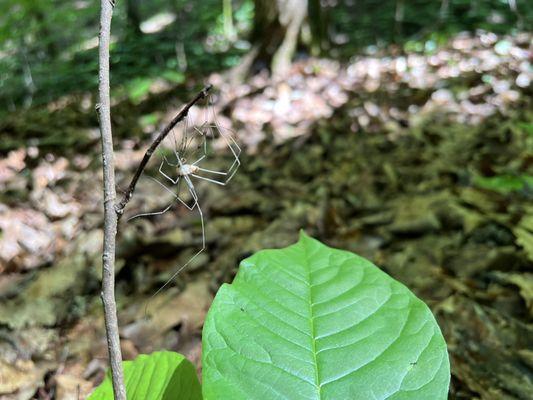 White Daddy long leg