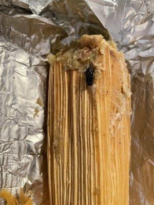 Dead fly on my tamale