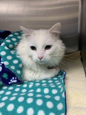 My cat in his cozy little bed in the treatment area