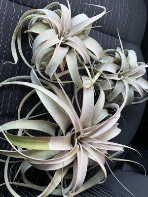 Xenographica air plants