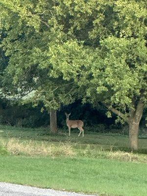 Deer, wildlife.