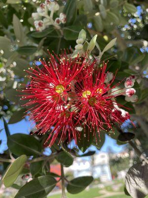 The Island of Hawai'i's Flower