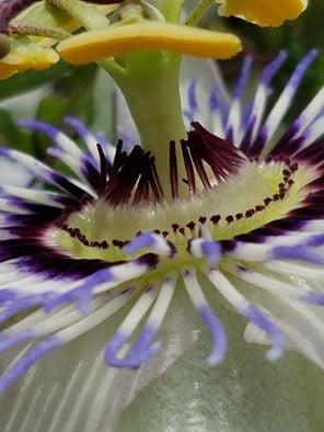 passion flower [sorensen