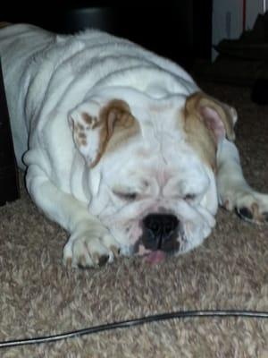 Maggie Moo - AKC Bulldog