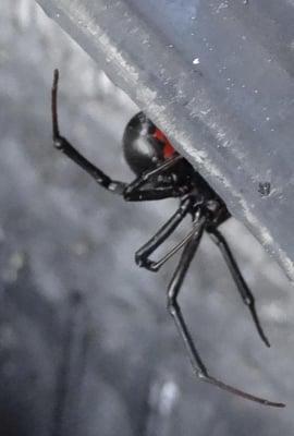 Black Widow Spider, Hobo Spider & Brown Recluse Exterminator