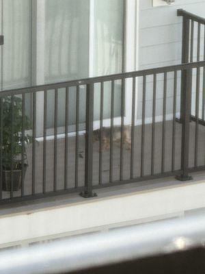 People using their balcony as a bathroom for dogs.