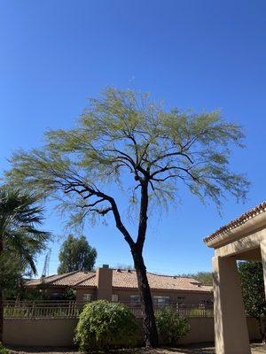 Nicely thinned out mesquite tree