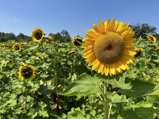 Sunflowers