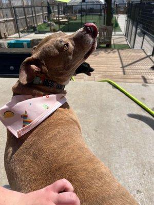 Apollo sunbathing and getting scratches from staff