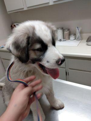 Yeti wants to thank Dr. Livingston for helping clip his nails for the first time. It was scary but we managed to get it done!