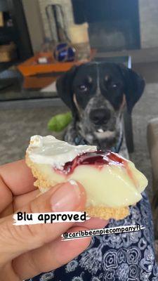 Pup approved of the whipped cream!