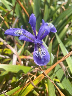 Douglas Iris growing wild on the bluffs