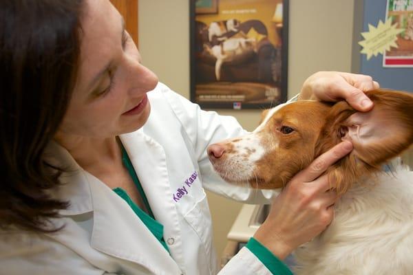 Dr. Kasum examining a springer spaniel