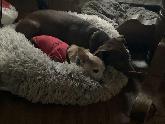 Cocoa is another rescue , he takes care of Scrappy .