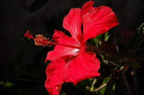 Hibiscus facials.