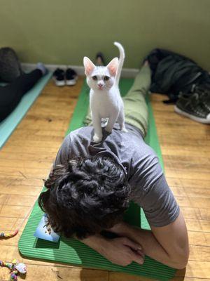 Yoga with Kittens, fun activity offered at Nine Lives Cat Cafe