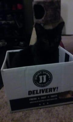 Jimmy Johns, you sent me a cat instead of food.  I'm just kidding. We love your sandwiches and my cat loves the box it came in.