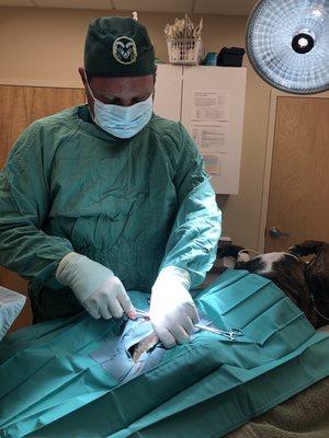 Dr Cameron in small animal surgery