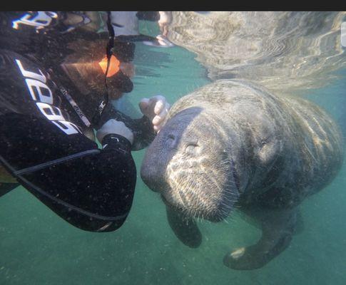 My husband swimming with the manatees.