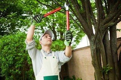 Affordable Tree Service By Mark Hicks