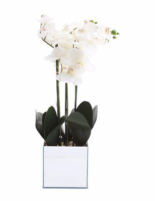 Gorgeous orchid plant in a mirror vase!!!!!