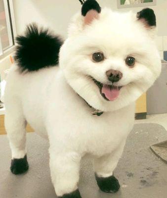 Pomeranian color tipped body