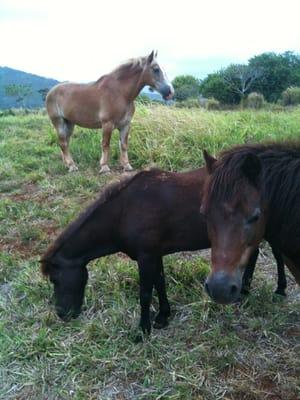 Moki, Cinqua and Blondie