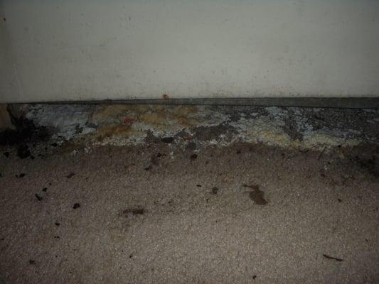 Mold growing under A/C unit