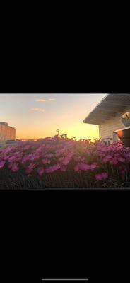 Rooftop flowers and