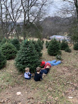 Cutting their tree!