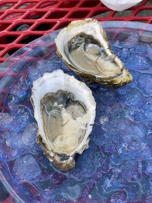 Oysters