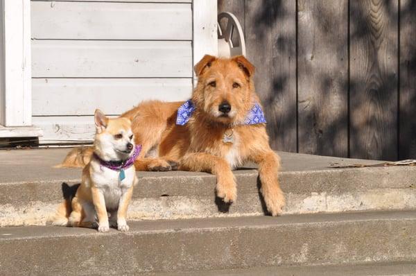 Fresh after baths and nail trims from Bark Avenue.