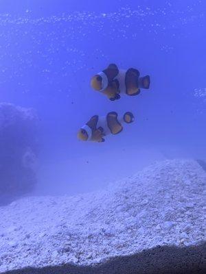 mocha clownfish