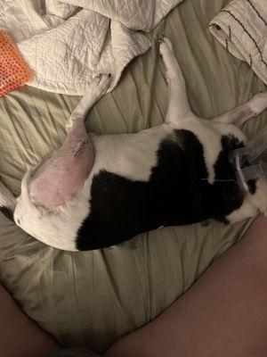 Darby, my rat terrier mix after surgery