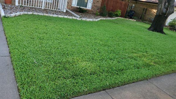 Front yard in Euless Texas. The grass is thick and green. Let Green Top Lawn Care take care of your lawn with Fertilization and Weed Control