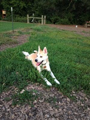 Our dog, Mochi, loves Dakota Woods.