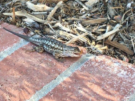 Here is "MY" yard lizard eating the last of his yummy Pet Supply Warehouse mealworms. PSW is #1 in quality and customer service. A 5 STAR!