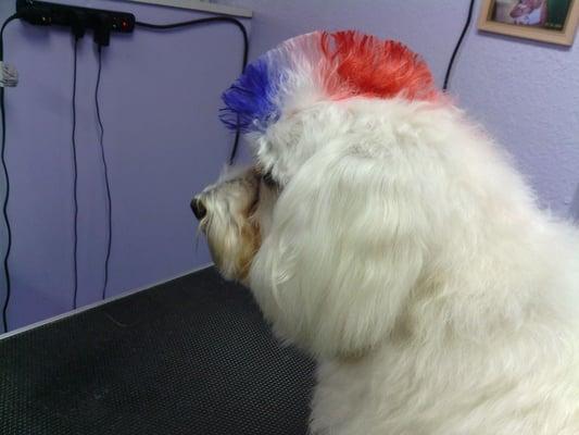 Patriotic Pooch