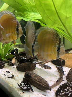 Trio of wild caught blue discus