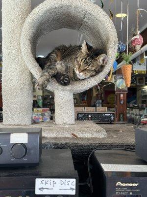 Chilling store kitty