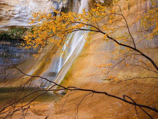 Mountain ash and waterfall, Grand Staircase - Escalante National Monument, Utah. © Justin Black