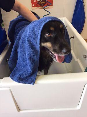 Kato loves his baths at That Dog Wash!