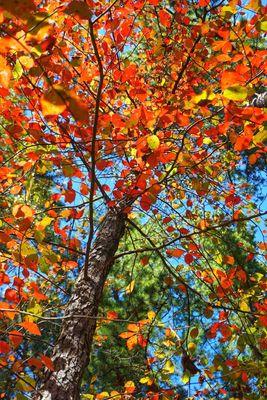 Fall foliage