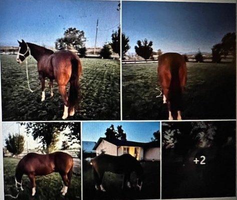 My horse on his facebook, and his LLC. We had our attorney contact him with a demand to return them in Sept 2023.