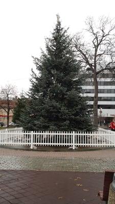 Christmas tree in Wilkes-Barre's Public Square Park