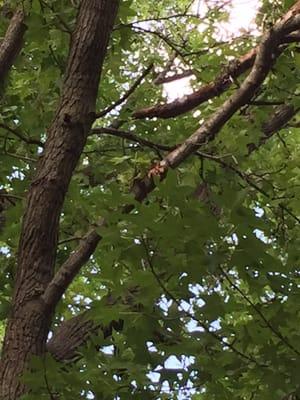 Large limb loose, broken off and teetering on the diagonal one ..... Right above my garage