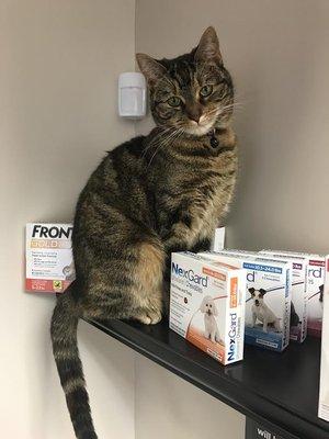 Tori also likes to mention that there are other Flea and Tick options, such as Nexgard and Frontline!