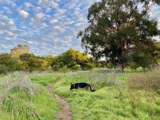 Morning at Douglas Preserve