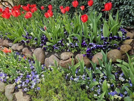 Tulip bed with pansies... nice contrast